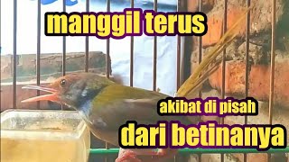 pancingan prenjak lumut jantan