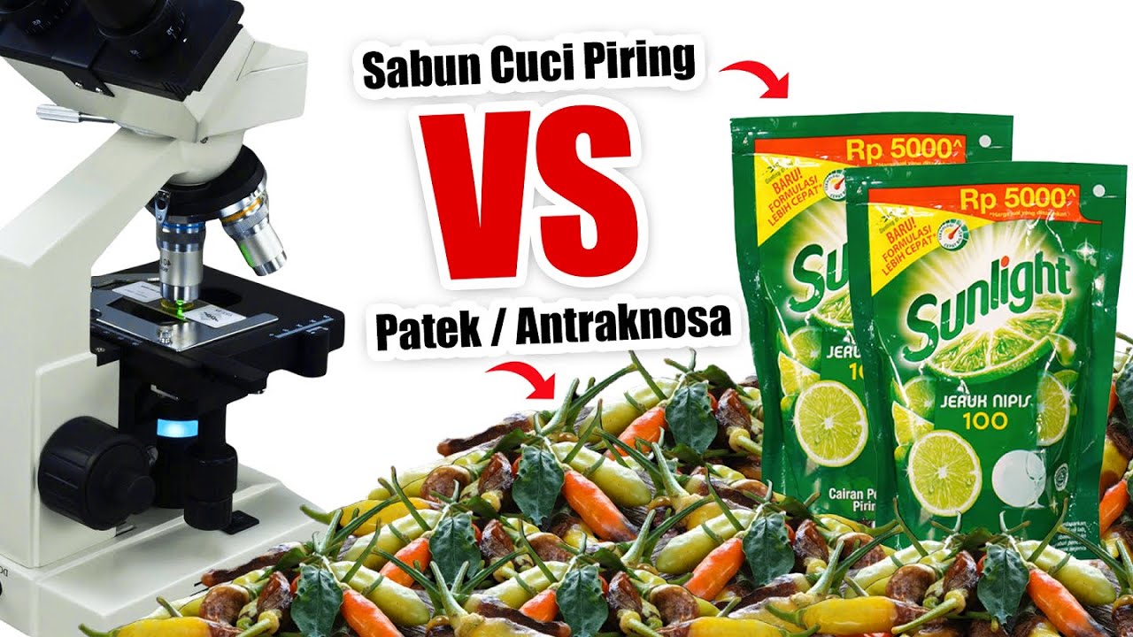PENYAKIT PATEK PADA CABE VS SABUN CUCI PIRING SUNLIGHT | Eksperimen Zoom 1000X Antraknosa