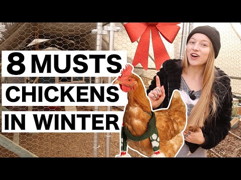 Video: Hönor och kallt väder: Omsorg för kycklingar på vintern