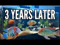 The growth  evolution of the 180 gallon south american cichlid tank