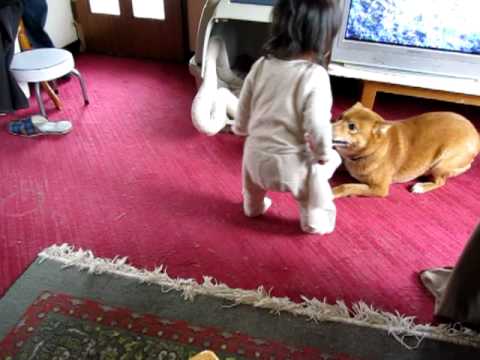 Vamos 遊ぶ犬と子供 Youtube