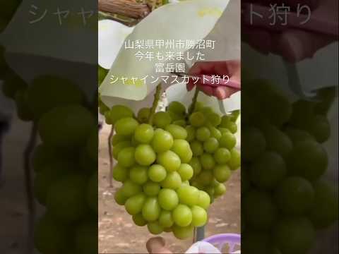 山梨県甲州市勝沼町 富岳園 今年も来ました シャャインマスカット狩り