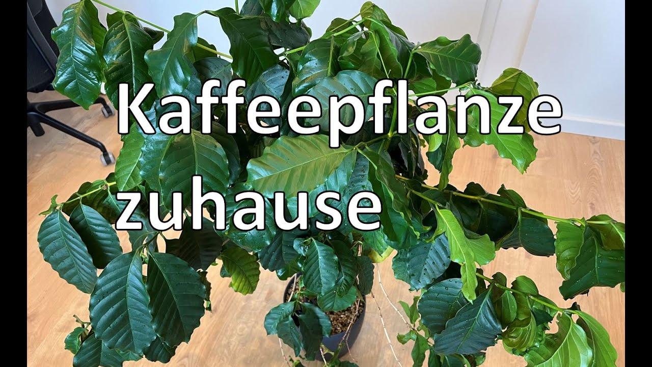 kaktus katzenbaum Kaktus Katzenkratzbaum – novistore main image 0