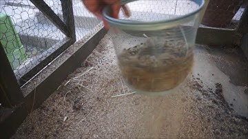 Quickest and easy way to clean a rabbit cage!