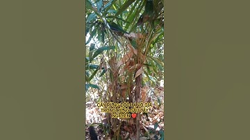 CÂY RỪNG ĐỘC LẠ VÔ GIÁ TRONG RỪNG SÂU TÂY NGUYÊN