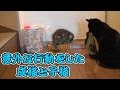 【第48話】子猫と成猫、留守番中に見せた意外な行動(面白い&可愛い子猫)