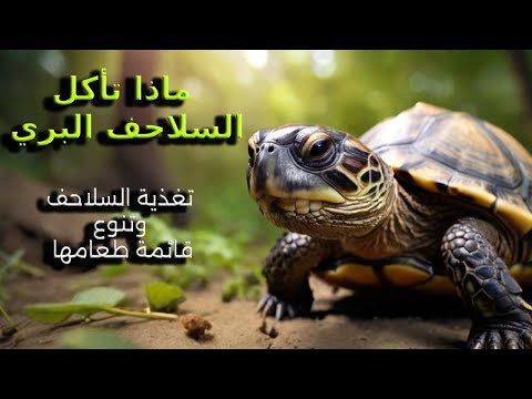 فيديو: ماذا تأكل السلاحف الأليفة؟