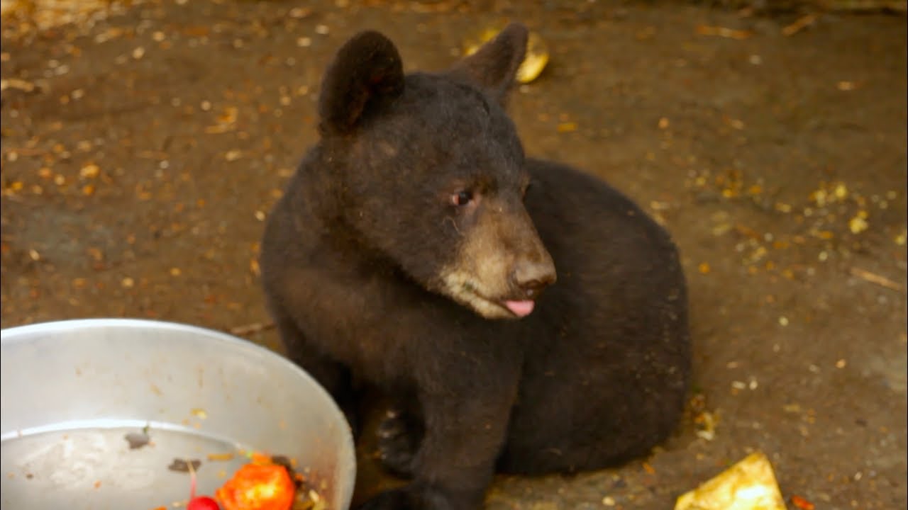 CE REFUGE SAUVE DES CENTAINES D'ANIMAUX (Refuge Pageau