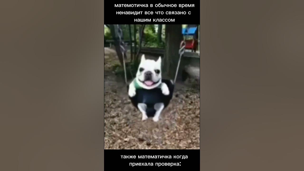 Собака качается на качелях мем Memnuniyetsiz köpekler Magazin Haberleri
