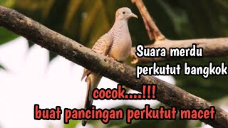 Download Lagu perkutut bangkok suara merdu cocok buat pancingan perrkutut macet #perkutut MP3