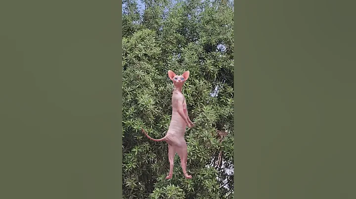 Video 8312841: funny sphynx cat, sphynx tom