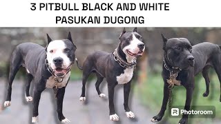 3 PITBULL BIG SIZE WARNA HITAM PUTIH CUCU JUARA KONTES DUG0NG KEPUNYAAN PAK MANTRI IWAN ‼