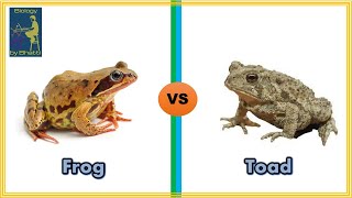 Difference Between Frog and Toad | Frog vs Toad | Comparison of Frog and Toad
