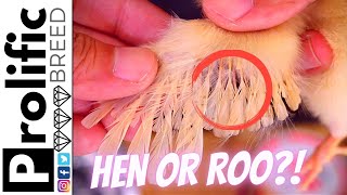 HOW TO WING SEX WEEK OLD BABY CHICKEN | WING DIFFERENCE BETWEEN A HEN AND ROOSTER