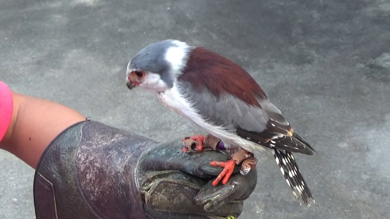 掛川花鳥園でピグミーファルコンとのふれあい Youtube