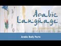 Arabic Language | Body Parts in Arabic | Describe Body Parts in Arabic | Sentences Using Body Parts