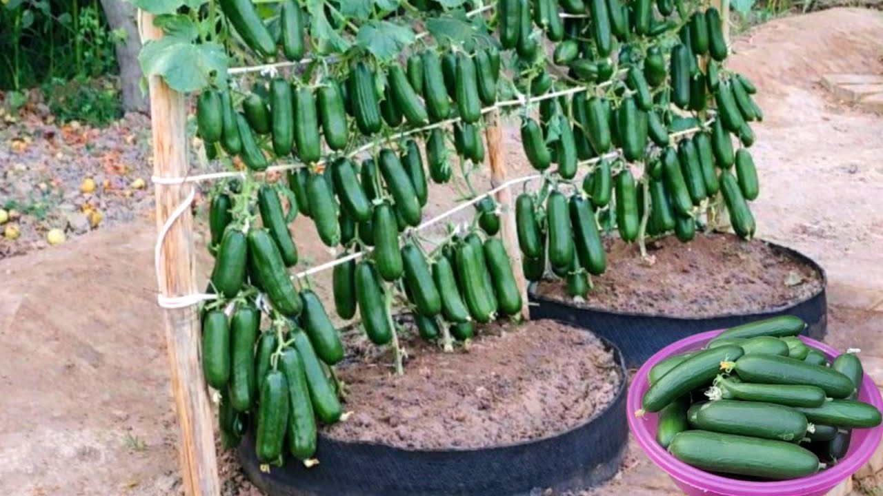 Growing cucumbers in a car wheel at home (full video)