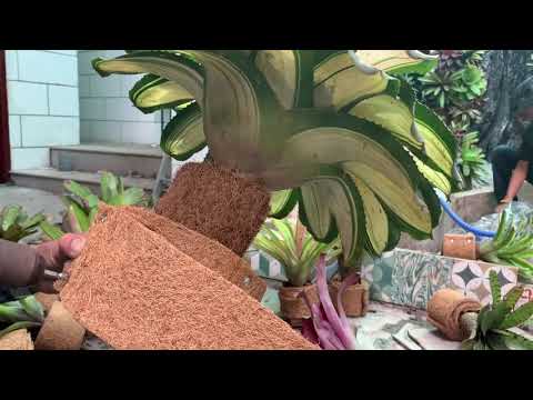 Video Ghép Dứa màu Nam Mỹ trên cây khô | Grafting Bromeliads... - youtube