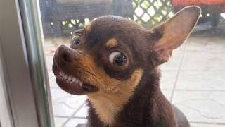 The Most DRAMATIC Chihuahuas NEVER Get Old! 🤣
