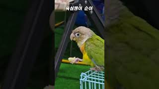 #shorts 욕심쟁이 앵무새 순이
