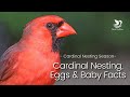 Cardinal Nesting, Breeding and Baby Facts (Northern Cardinal Nesting Season)