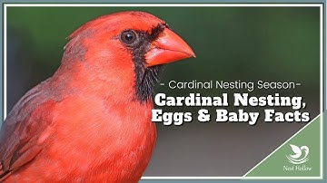 Cardinal Nesting, Breeding and Baby Facts (Northern Cardinal Nesting Season)