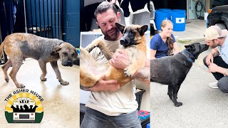 I just had to go back and free 3 more dogs | The Asher House