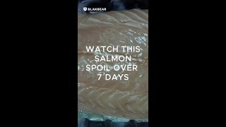 Watch this salmon spoil over 7 days 🐟