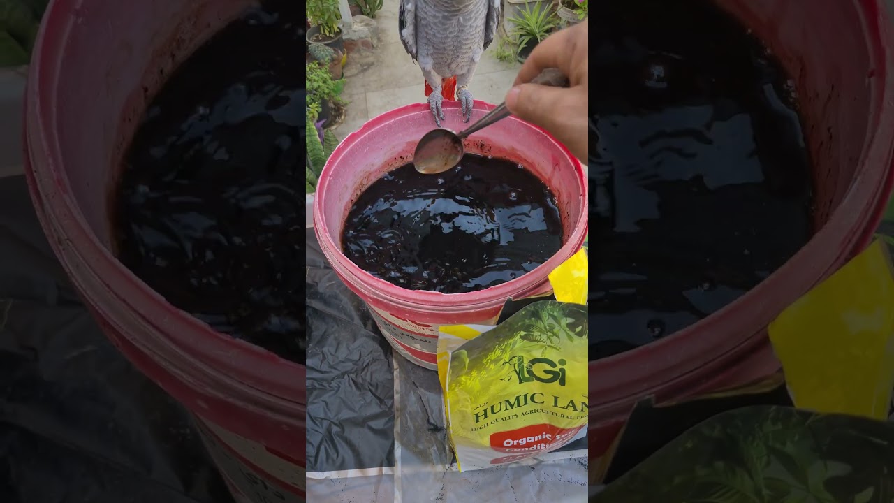 هيوميك اسيد 🌿🌸 #اشجار #زراعة #زراعة_الأسطح #plants #اكسبلور