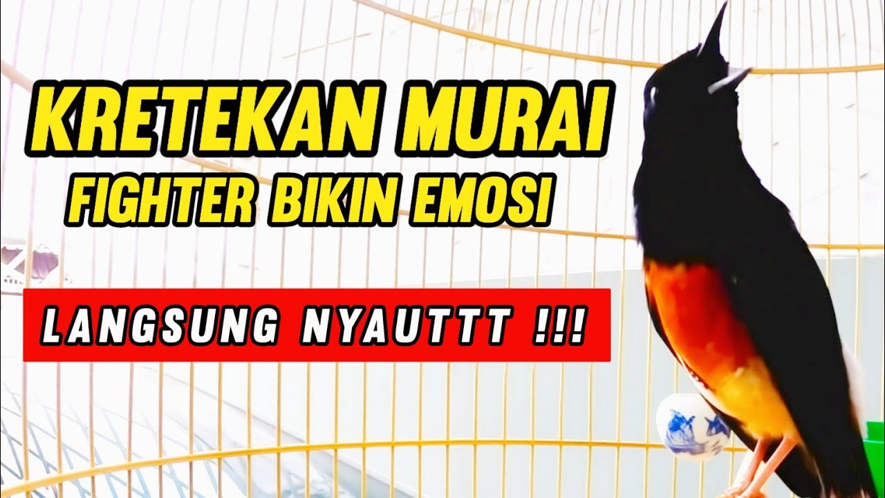 Kretekan  Murai Fighter Bikin Emosi Langsung Nyaut !!! 