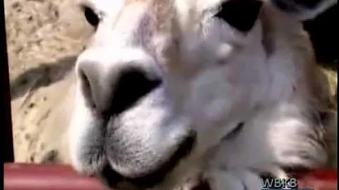 Animal Cruelty Case Update