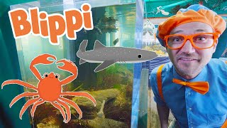 Blippi Learns About Sea Animals | Sea Animals For Kids