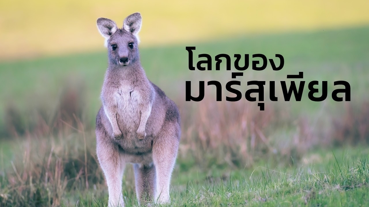 โลกของมาร์สุเพียล เปิดโลกมหัศจรรย์ของสัตว์มีกระเป๋าหน้าท้อง ! | สารคดี สำรวจโลก