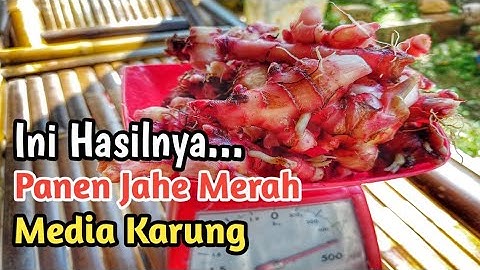 Panen Jahe Merah Media Karung