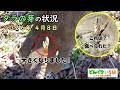 タラの芽の状況・４月８日【山菜採り・田舎暮らし】長野県東筑摩郡生坂村