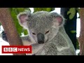 Australia lists Koalas as endangered species - BBC News