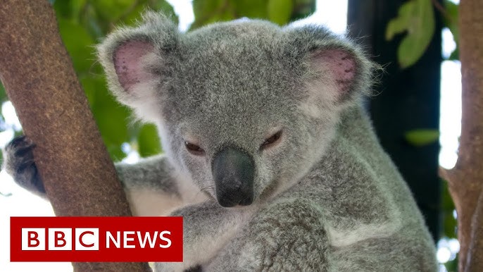 Australia Has Declared Koalas An Endangered Species