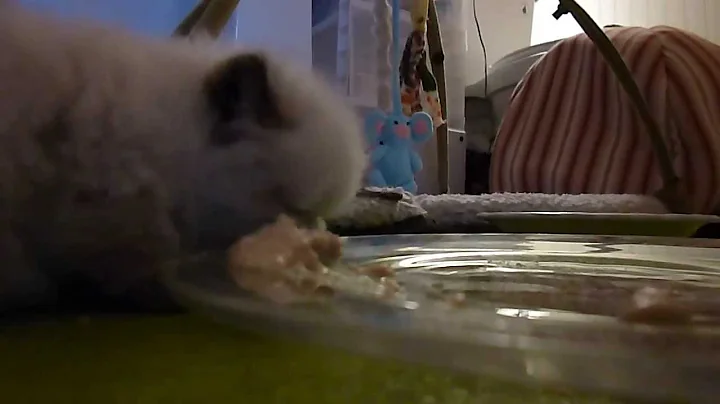 Video 918681: persian himalayan kittens, gardens cattery