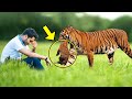 Dying Tigress Gave Her Cubs to This Man. What He Did Next is Unbelievable!