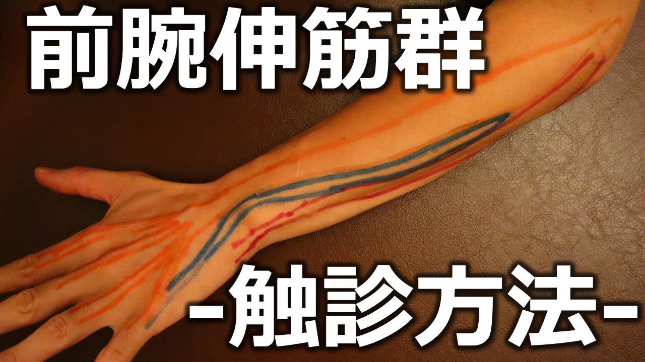 【前腕伸筋群（総指伸筋・小指伸筋・尺側手根伸筋）の触診】リハビリ技術向上目的の練習【ライブ】【長野市の整体Zen繕】