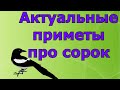 Актуальные приметы про сорок. Народные приметы и поверья