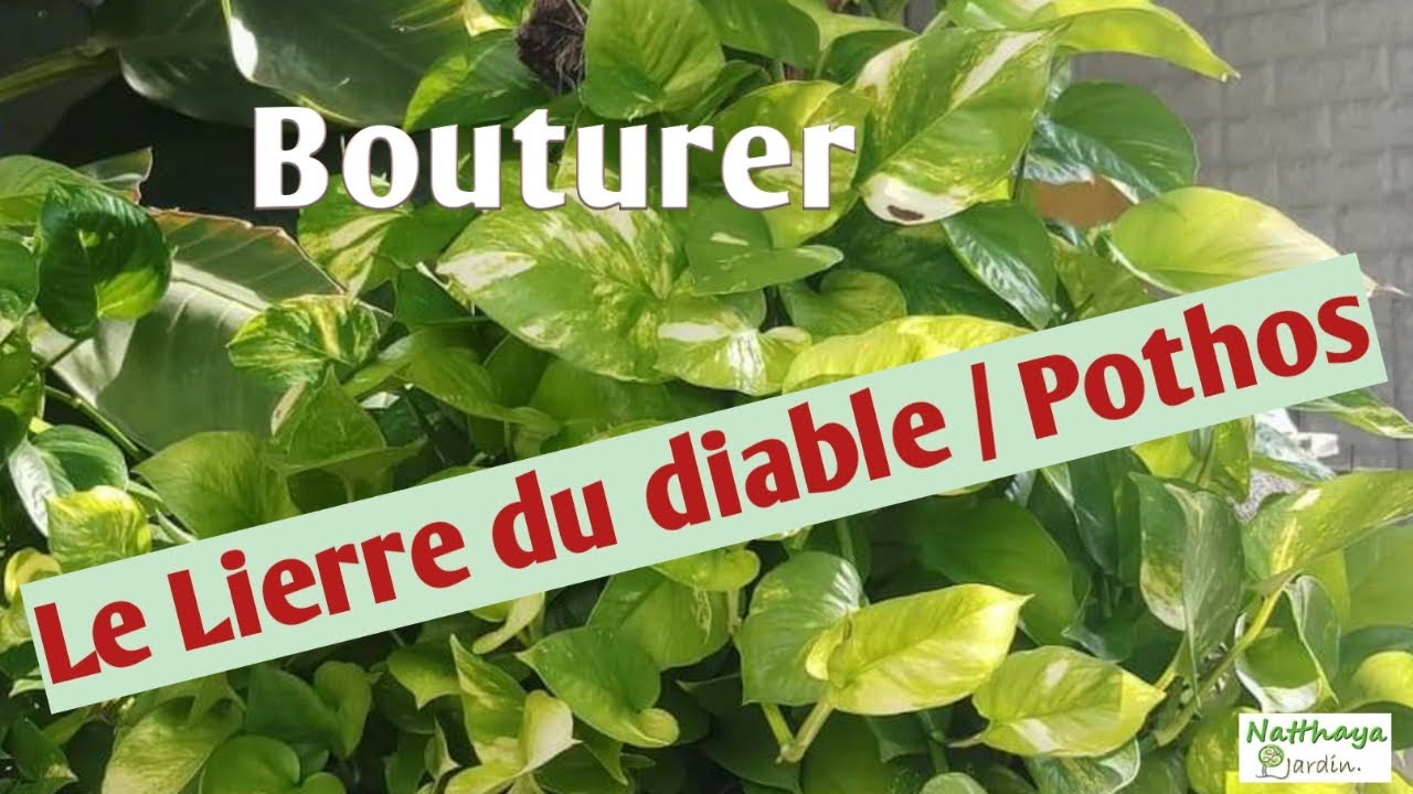 Bouturer Le Lierre du diable /Pothos