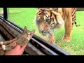 Cat Vs Tiger - Funny & Adorable Pet Reactions🥰