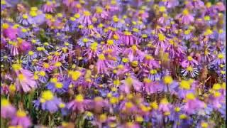 Desert bloom, Surviving, The Private Life of Plants BBC Two