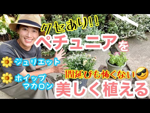 Petunia] Give up on trying to make it round for now😊/ How to