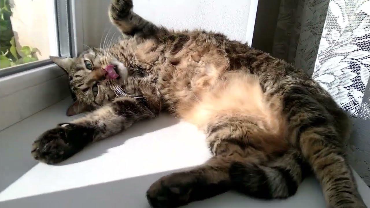 Веселый котик Жорик )))))))))) - YouTube