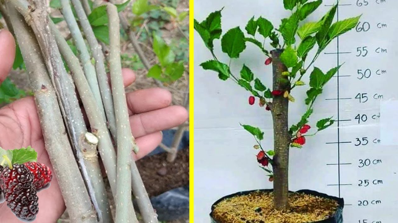 Cara Menanam Buah Mulberry Dalam Pot Youtube