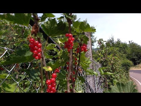 Video: Ribes Verde
