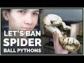 Brian barczyk et pourquoi les pythons araignes sont terribles