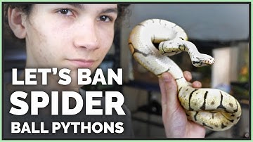 Brian Barczyk & Why Spider Ball Pythons are Terrible